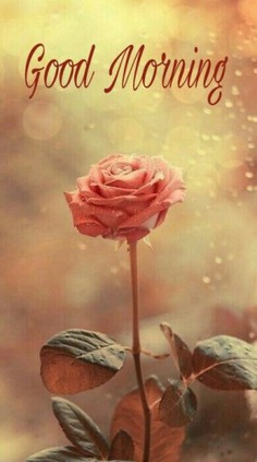 Start your day with positivity and inspiration with these beautiful good morning images, quotes, and greetings. Perfect for sharing with friends, loved ones, or using as a motivational boost.