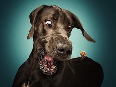 Christian Vieler Captures Hilarious Portraits of Dogs Catching Treats