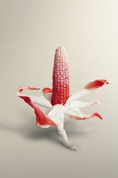 Colored Corn – by Studio Lookout #photography #corn #color #surreal #food