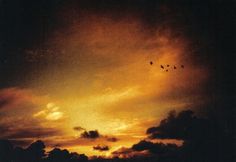 The Five Deer #clouds #sun #sky #orange #birds #silhouette #sunset
