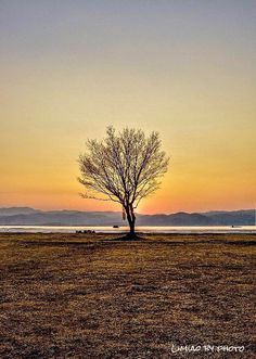 #PicsArt#Nature#Tree#sunset#