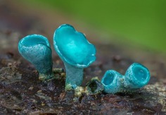 Fascinating Fungi of Northern California by Alison Pollack 2