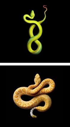 The Inspiration Grid : Design Inspiration, Illustration, Typography, Photography, Art, Architecture & More #snakes