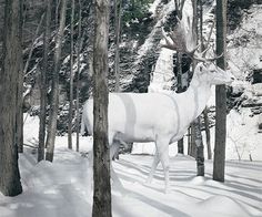 Baubauhaus. #dear #white #snow #albin #forest #winter