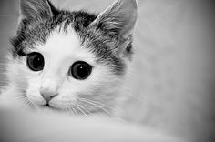 Cat | Flickr - Photo Sharing! #kitten #cat #bestphoto #photography #animals #nikon