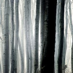 a forest on the Behance Network #major #photography #akos #trees