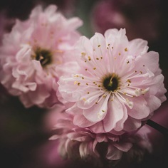 #instaflower: Beautiful Flower Photography by Marie Rich