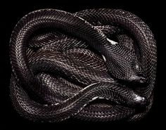 SERPENS #snakes #coiled #serpent #photography #coils