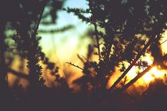 NAVIS PHOTOBLOG #sunset #photography #silhouette #plant