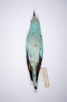 Drop Anchors #morbid #specimen #body #bird #fragile #beautiful #photography #nature #animal #blue #death