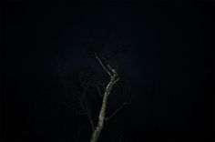palegrain.com #night #photography #tree
