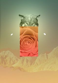b35ff635c15998c4c11e836cff016108_L.jpg (453×640) #abstract #rose #photoshop #wolf #collage