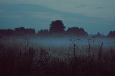 photo #photo #fog #meadow #landscape