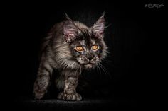 Robert Sijka Captures Stunning Portraits of Maine Coon Cats