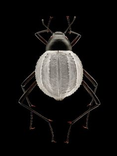 Microsculpture: Insect Portraits Under The Microscope by Levon Biss