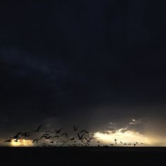 Birds. #clouds #shade #rockwell #florida #birds #james #rain #sunset #light #shadow