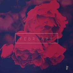 February #text #red #rose #design #nature #photography #concept #flower