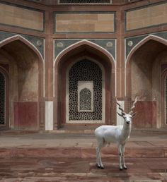 India Song by Karen Knorr #inspiration #photography #art