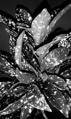 Shade plant with dew #plants #flowers #black #white #photography