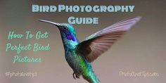 Bird Photography Guide_How to Get Perfect Bird Pictures_photoandtips.com #photoandtips