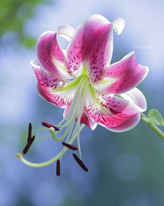 Beautiful Flowers Photography by Miyagawa Sirashu