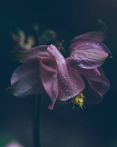 Beautiful Macro Flowers Photography by Tasha Tajdel