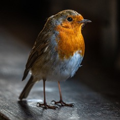 Cheeky robin
