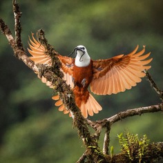 #birdsofinstagram: Fantastic Birds Photography by Mario Wong