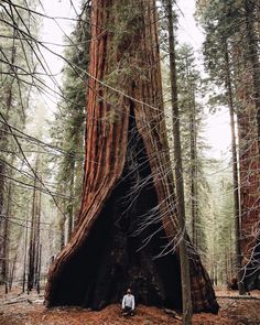 The heart tree in Sequoia National Park, California.