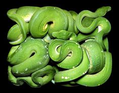 SERPENS #snakes #coiled #serpent #photography #coils