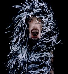 Dogs Photography by William Wegman #inspiration #photography #animal