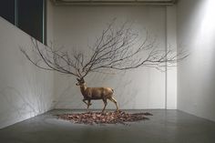 All sizes | Untitled 300 X 300 X 300 (inch) Deer Taxidermy, Branch, Leaves. | Flickr - Photo Sharing! #taxidermy #deer #branch #tree #leaves