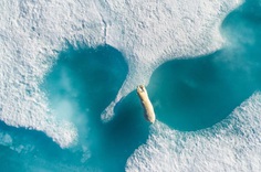 Above the polar bear by Florian Ledoux