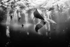Grand Prize: Whale Whisperers - Photos - National Geographic Traveler Photo Contest Winners Whale Whisperers