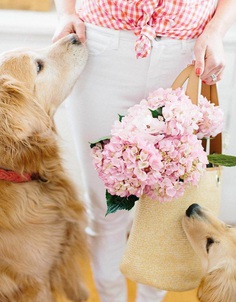 Most Dog Friendly Stores in America - Talbots