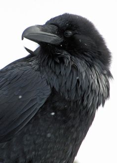 Photography #black #bird #photography #crow #raven