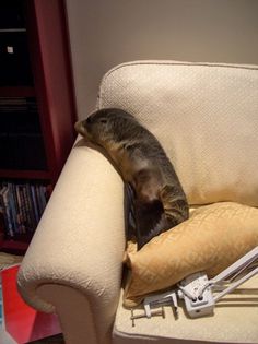 Baby Seal Enters House, Sleeps On Couch (PHOTOS) #seal