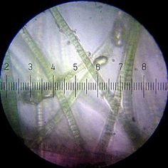 microscope lens #microscope #biology