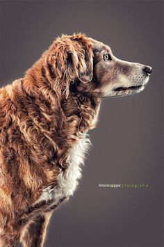 Elegant Dog Portraits Photography by Daniel Sadlowski #Animals #dogs #photography #cuteDog