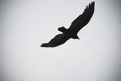 Coyote Blood #vulture #soaring #flying