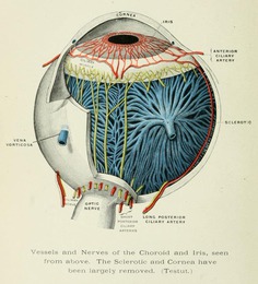 Non-pathological eyeball anatomy. Eye, Ear, Nose, and Throat: A Manual for Students and Practitioners. A.G. Wippern, 1900.