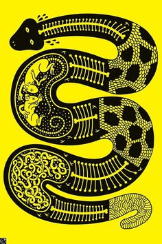 Designersgotoheaven.com X ray snake by Serge Seidlitz #poster #snake