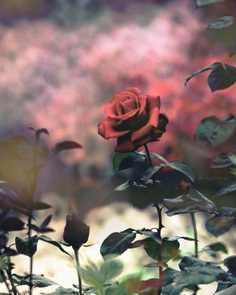 Gorgeous Rose garden by Nyoro