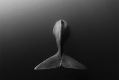 5 Photo by Shane Gross #photo #tail #underwater #fin