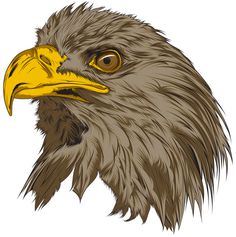 Surge Polonia - T-Shirt Design - Eagle #vector #of #bird #feathers #beak #illustration #eagle #prey #animal
