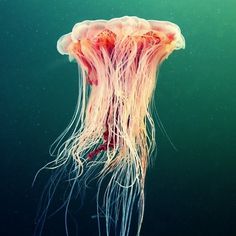 Colossal | An art and design blog. #jellyfish #alexander #semenov