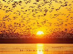 Flying Birds at Sunset