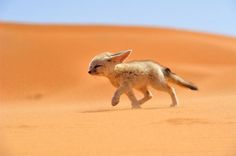 National Geographic 2013 Traveler Contest – Fubiz™ #fox #photo #nature #animal #desert