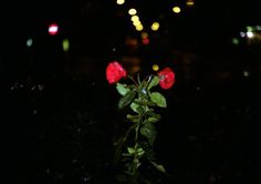 Random Vienna | Triangular Love. #red #plants #roses #night #triangle #photography #flower #dark