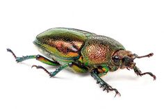 File:Female Golden Stag Beetle.jpg - Wikipedia, the free encyclopedia #iridescence #bug #beetle #stag #golden